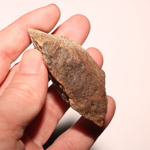 Triceratops frill with - frill,