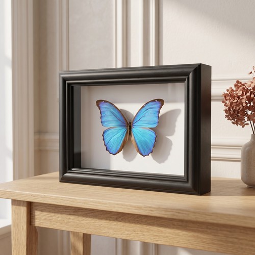 Entomology shadow box - box, frame