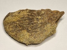 Triceratops Fossil. Lance Formation Excellent Dinosaur Bone (Ref2501) Stunning!