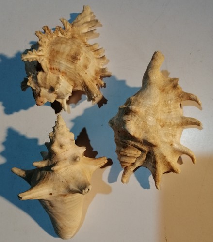 Sea shells 11cm ramose - 3x, 10-11cm