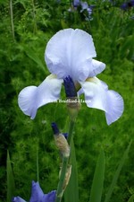 Blue Iris germanica Flower