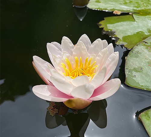 Hardy water lily pond - hardy,