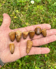 Rare crocodile tooth - crocodile,