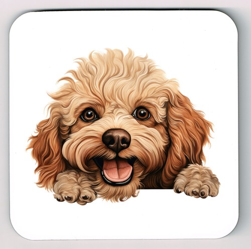 Peeking peeping toy poodle - peeking,