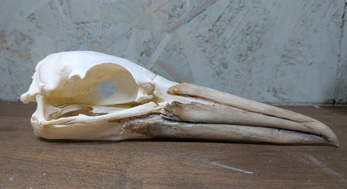 Gannet skull taxidermy - gannet, skull,