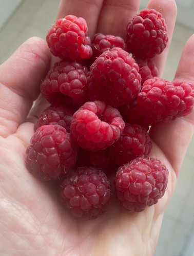 Raspberry canes plants - 6, canes/plants