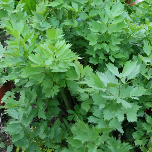 Lovage common plant - lovage, 1