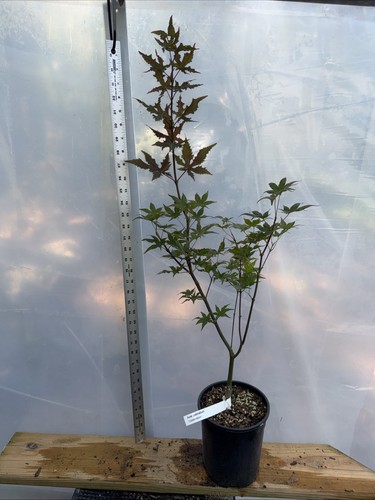 Celebration japanese maple - celebration,
