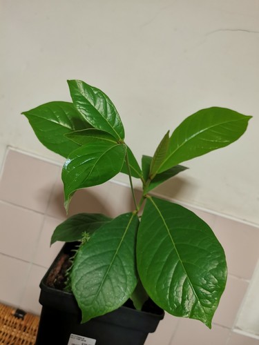 Indian almond tree - almond,