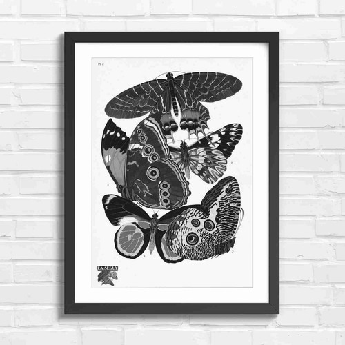Vintage botanical butterfly - vintage,