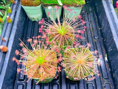 Pre sale drosera - drosera, paradoxa