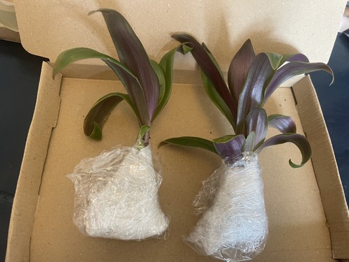 Tradescantia sitara - x2,