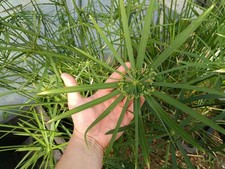 Cyperus Alternifolius Papyrus Papirus Umbrella marginal POND outdoor LIVE Plant