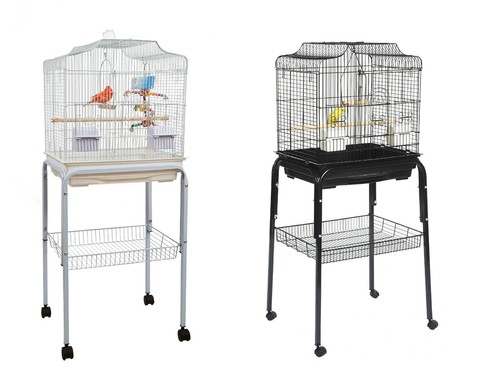Liberta siam budgie canary - siam,
