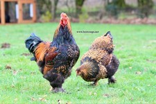 Gold laced brahma fertile - laced,