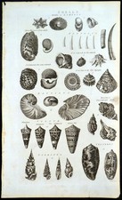 SHELLS 1788 Limpets *Cochleae