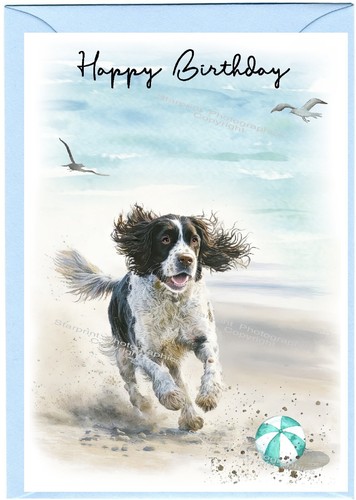 English springer spaniel - springer,