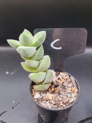 Crassula moonglow - crassula, cv.