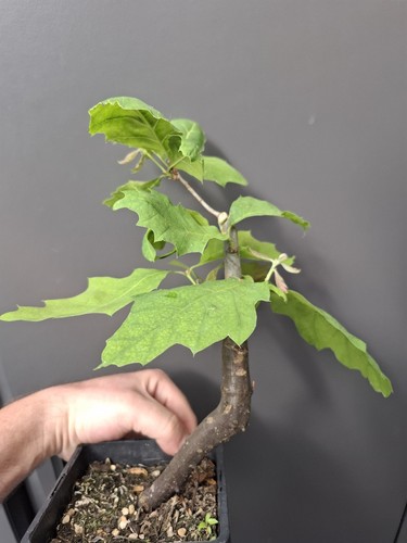 Part trained red oak bonsai - part,