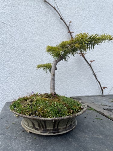 Korean fir abies bonsai - fir,