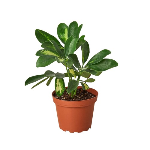 Schefflera variegated live - variegated,