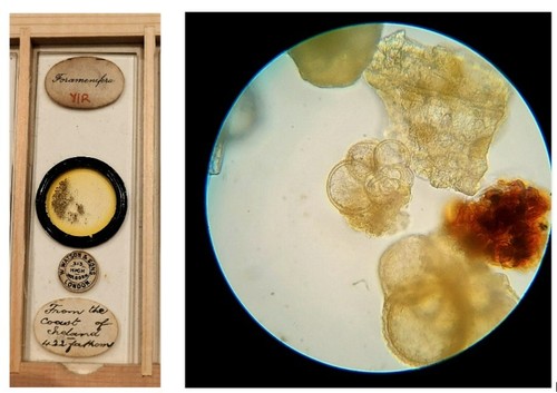 Antique microscope slide - antique,