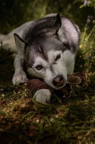 Natural deer antler dog - deer, chews