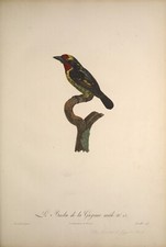Guyana Male Barbet VINTAGE