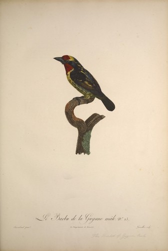 Guyana male barbet vintage - guyana,