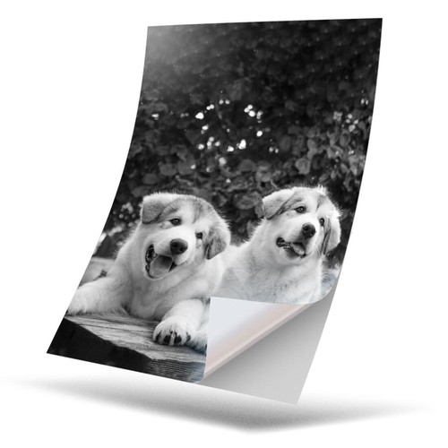 Vinyl sticker bw - 1,