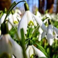 Snowdrop Bulbs 100  Galanthus