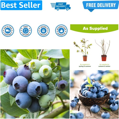 Blueberry early new hanover - blueberry, hanover'