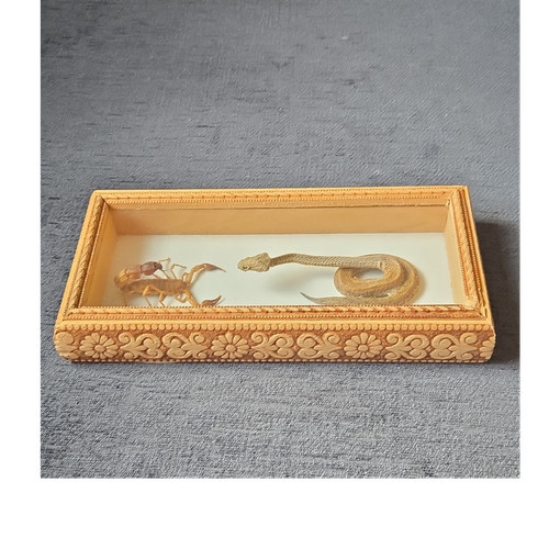Taxidermy display case framed - case,