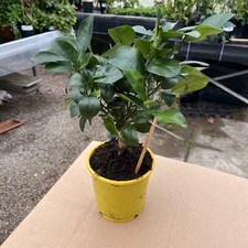 Citrus Lemon Meyer Starter plant -  12cm pot 25cm (inc pot)  - Meyer Lemon