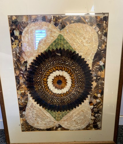 Framed butterfly wing art 70cm - wing,