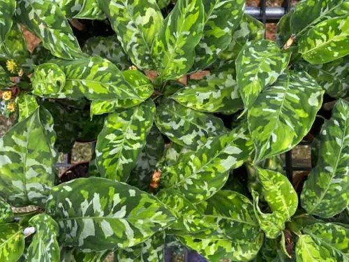 Aglaonema pictum tricolor rare - pictum,