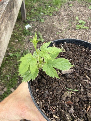 Hops plant phoenix 12cm - “phoenix”,