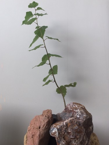 2xtruffle trees - trees(silver, )