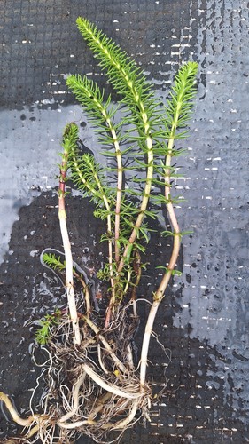 Stems hippuris vulgaris - 4,
