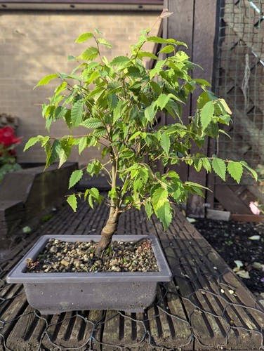 Zelkova serrata bonsai tree - serrata,