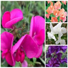 Sweet Pea Flower Seeds Sweet Peas Many  Varieties