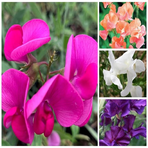 Sweet pea flower - sweet,