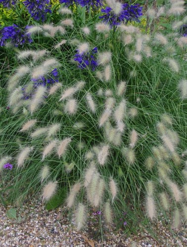 Feathertop grass plug - grass, 1