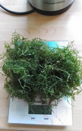 50gms java moss - 50gms,