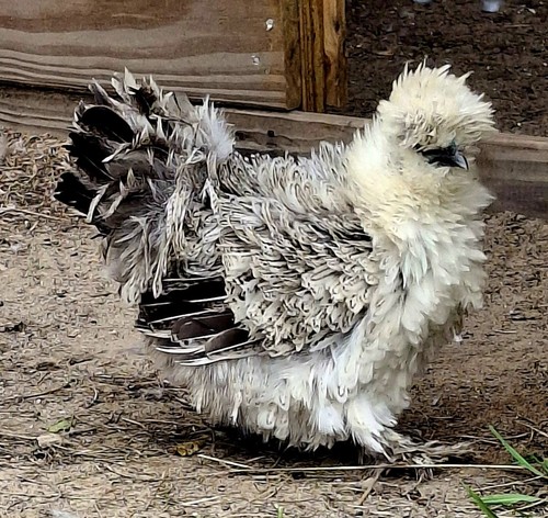 Frizzle penciled satin - penciled,