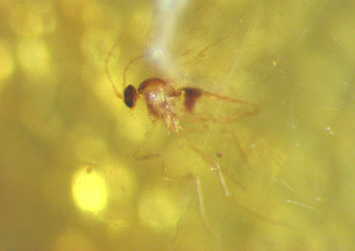 Pliocene amber kenya - pliocene,