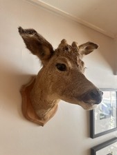 Taxidermy Deer Head Mounted On Wooden Shield Plaque Vintage Collectable Display