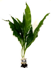 Java fern large bunch live - java,