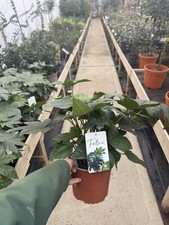 Fatsia Japonica - Large Plant