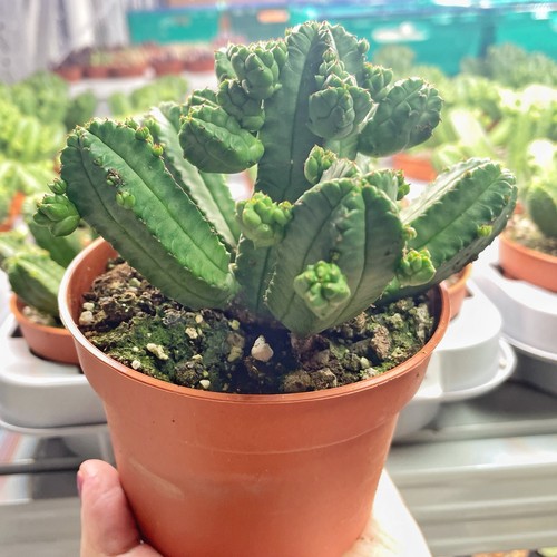 Euphorbia tubiglans succulent - tubiglans,